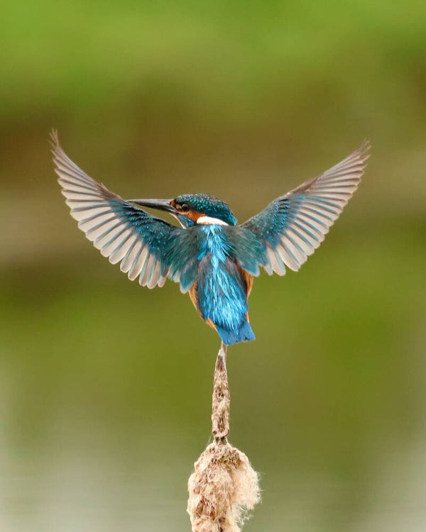 Cattail Ballet