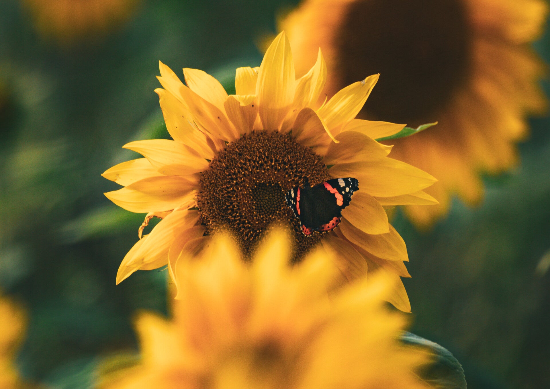 Bloom & Flutter