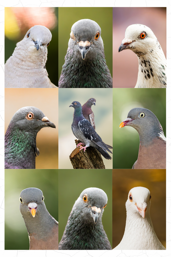 We Love Pigeons