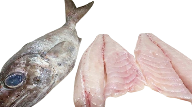 Gulhalet ravfisk (Japansk ravfisk også Hamachi eller Buri)