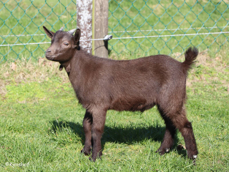 lam011-standard.jpg