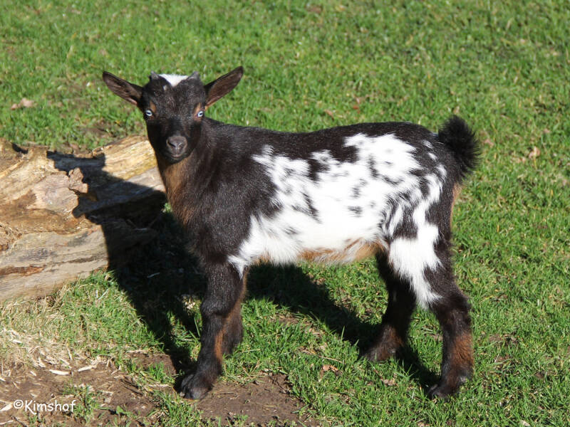 lam019-standard.jpg