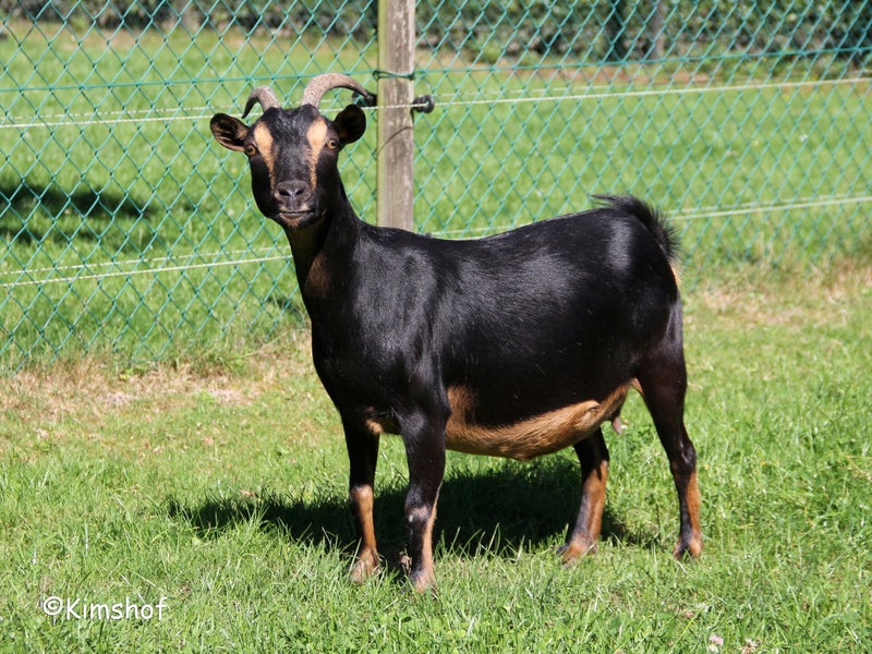 Isolde van 't Kimshof