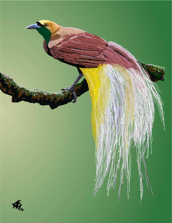 Bird of Paradise