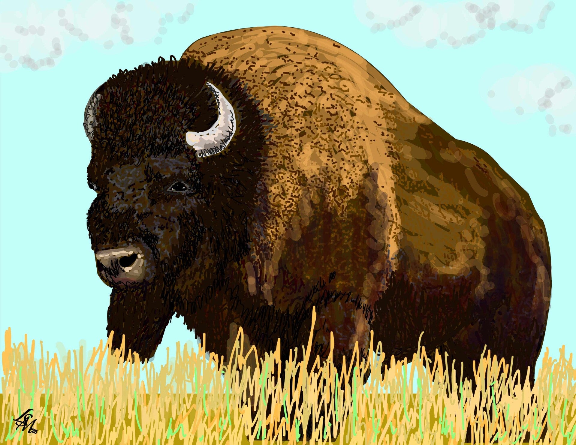 American Bison