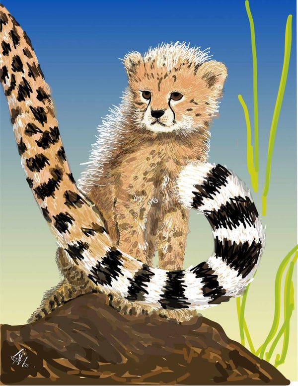 Cheetah Cub