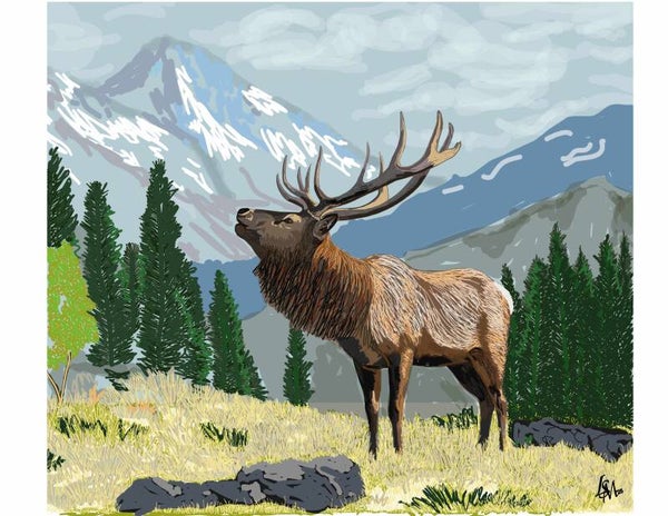 Elk