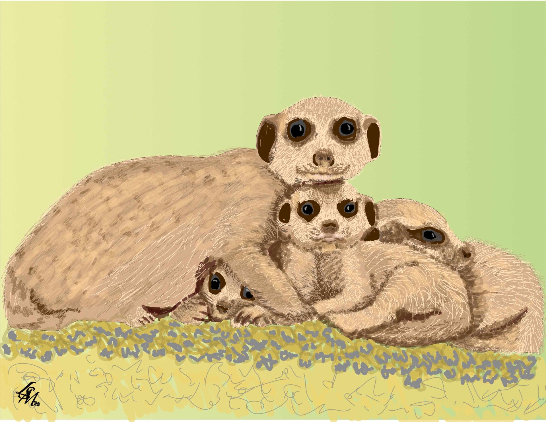 Meerkats