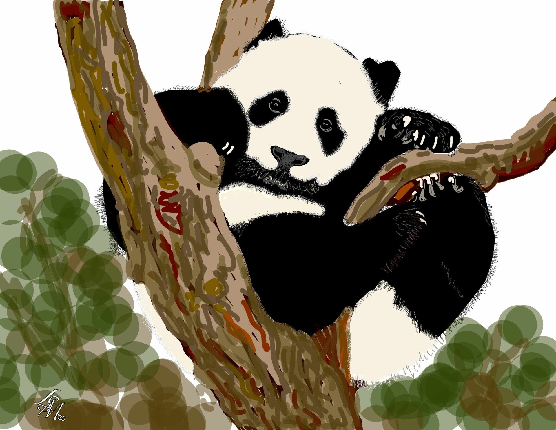 Panda