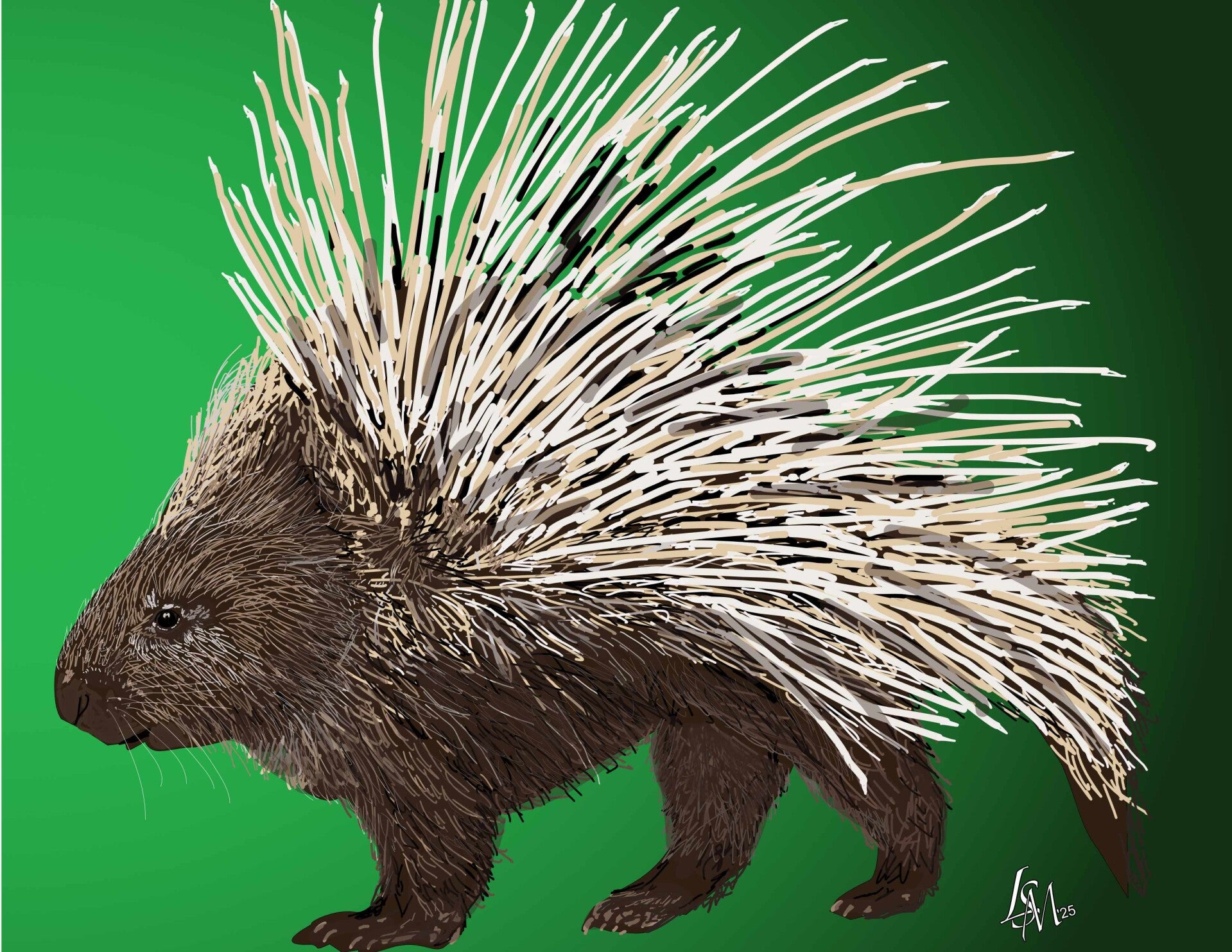 Porcupine