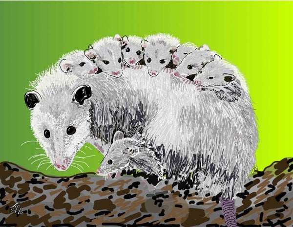 Opossum Family