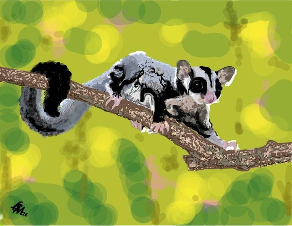 SUGAR GLIDER