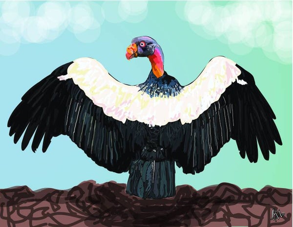 KING VULTURE
