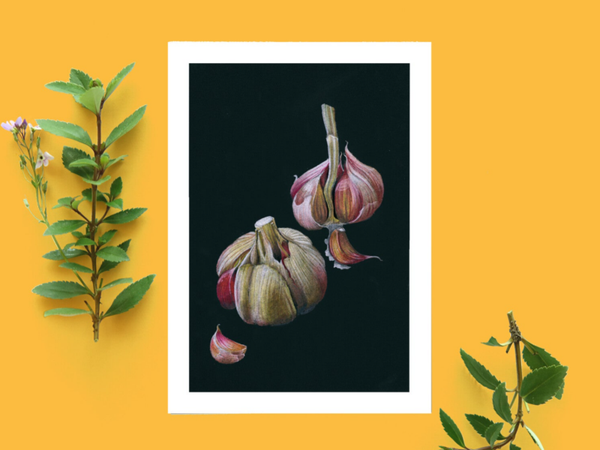 Garlic, knoflook, ansichtkaart, handgetekend potlood, 148x105 mm (5.8x4.1 inch)