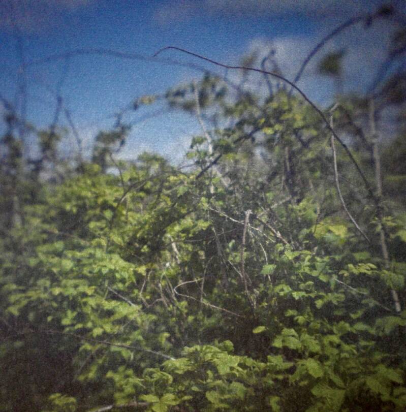 Camera obscura photo of plants