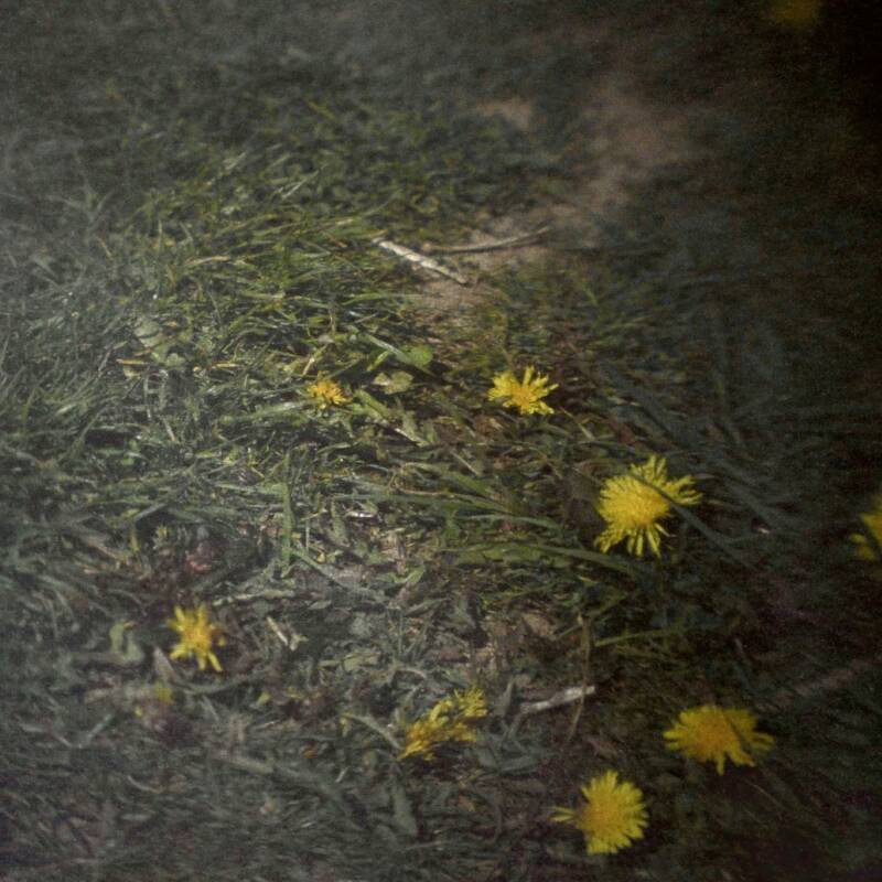 Camera obscura photo of grass