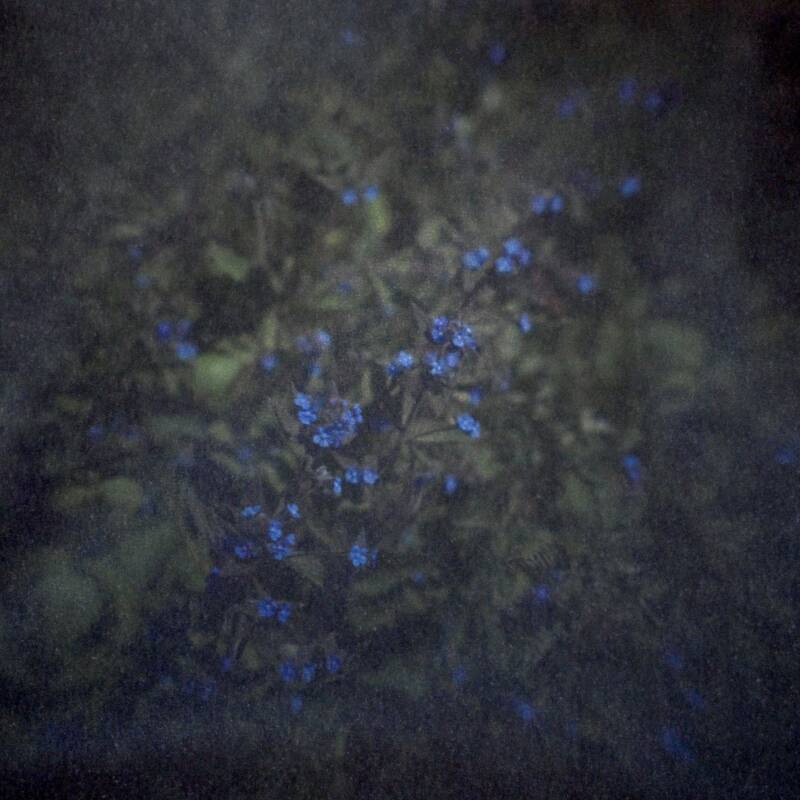 Camera obscura photo of wild flowers