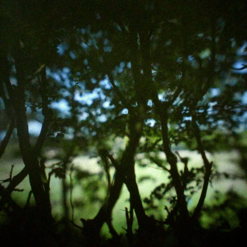 Camera obscura photo of trees