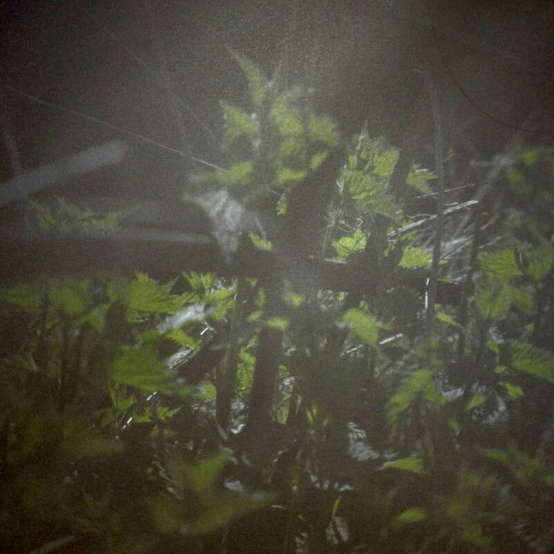 Camera obscura photo of leaves