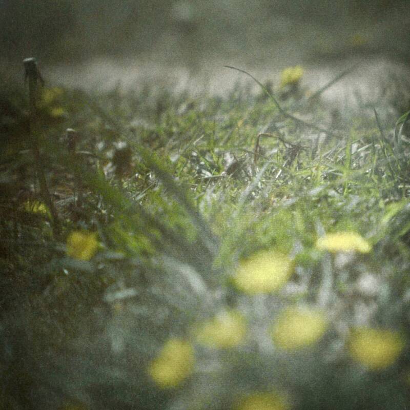 Camera obscura photo of grass