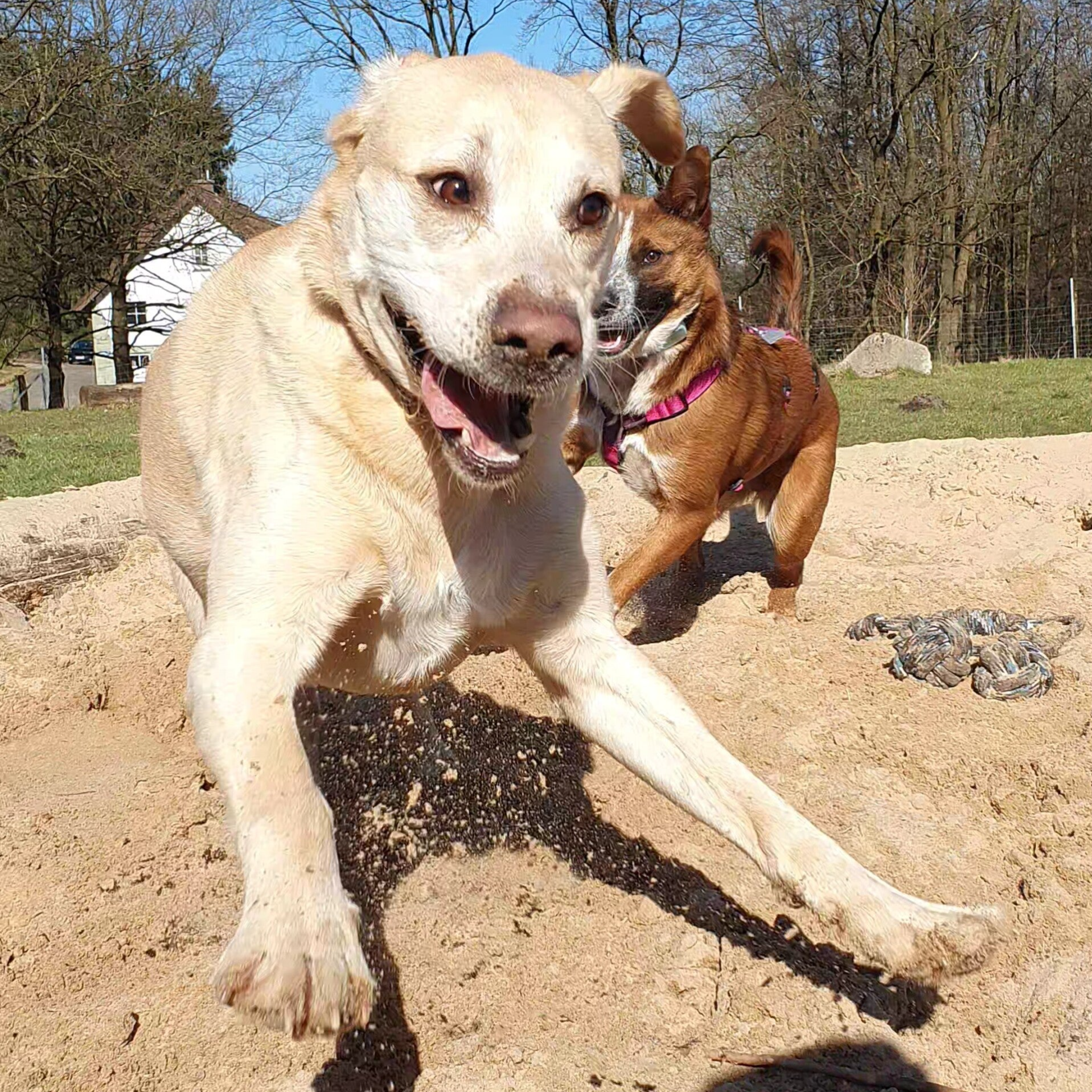 Gruppentraining auf der Hundewiese