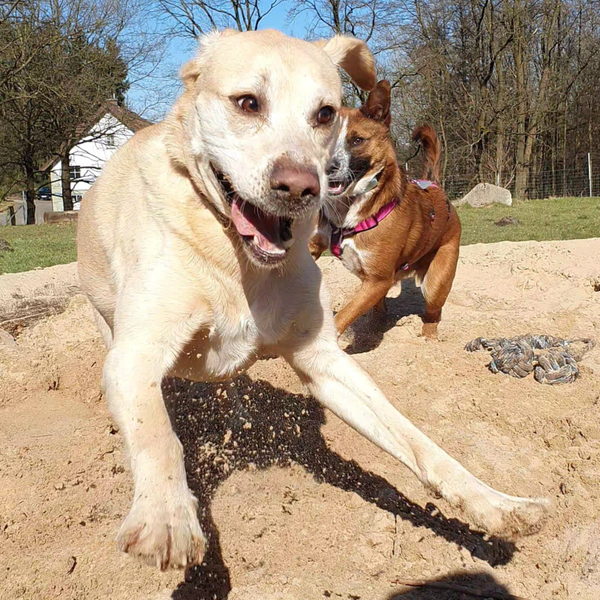 Gruppentraining auf der Hundewiese