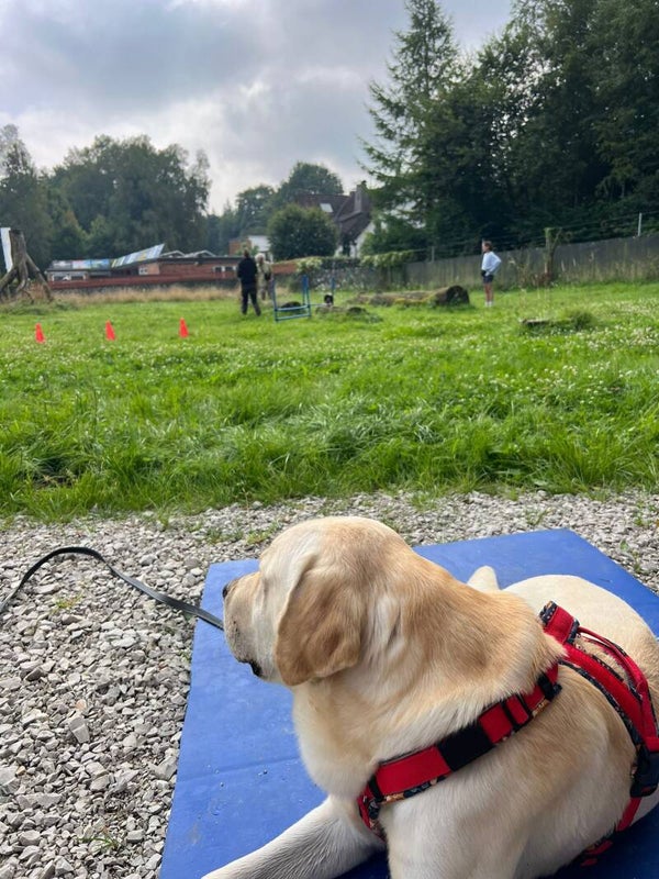 Gruppentraining auf der Hundewiese
