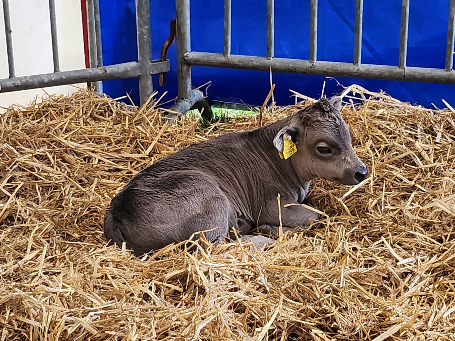Kalf van een Dahomey mini-koe