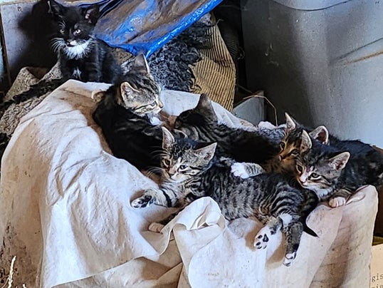Boerderij kittens