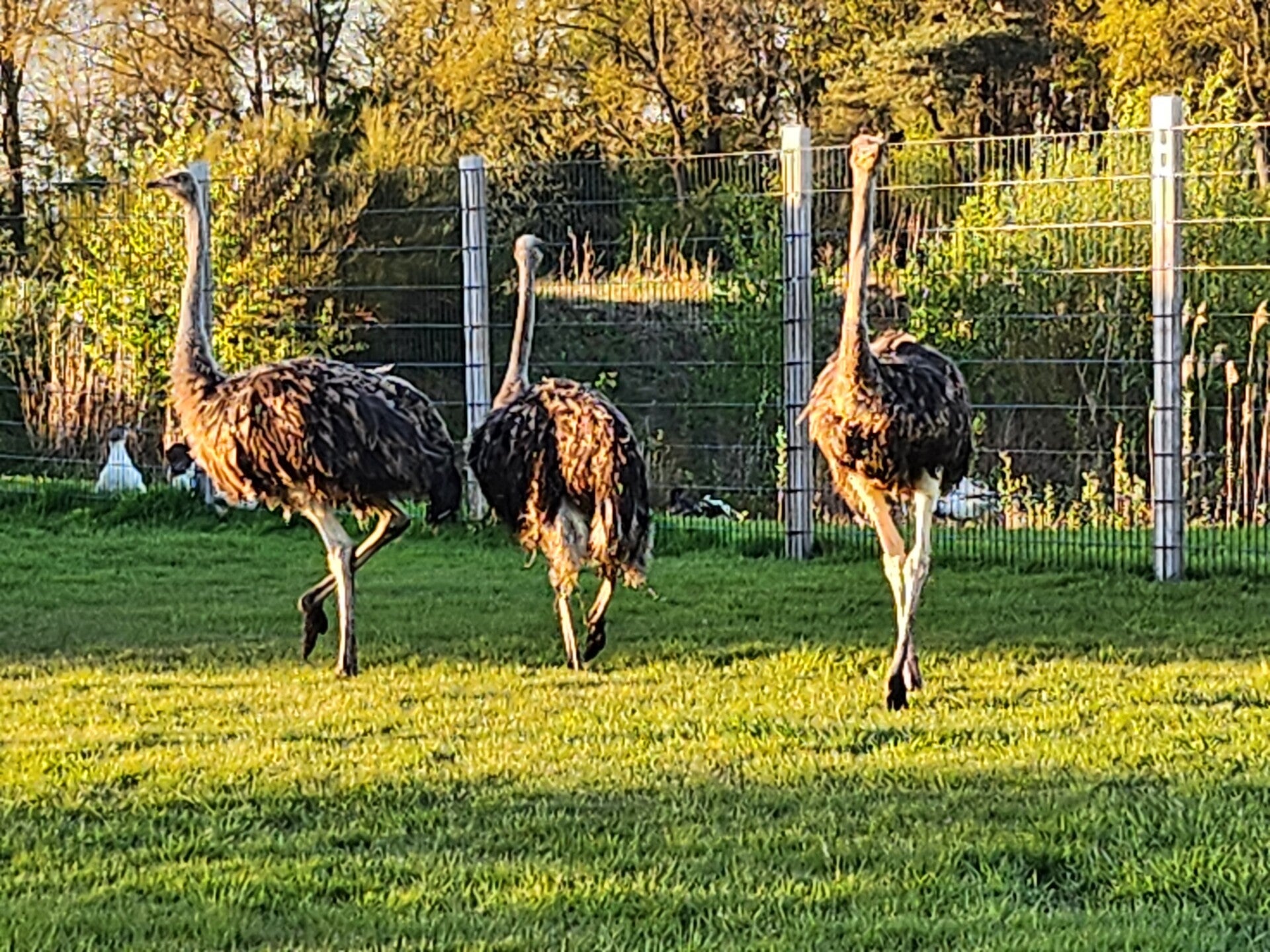 Struisvogels