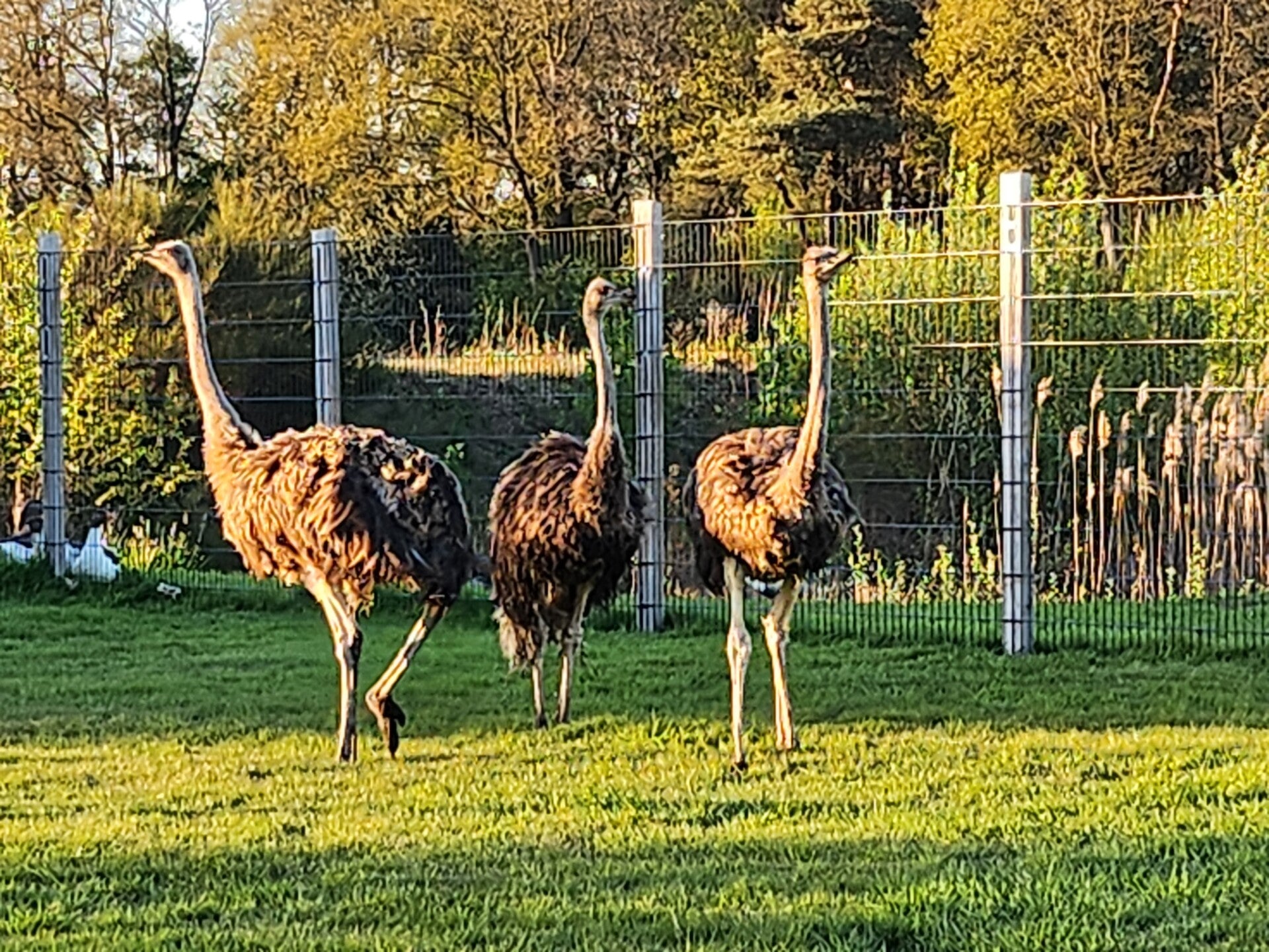Struisvogels