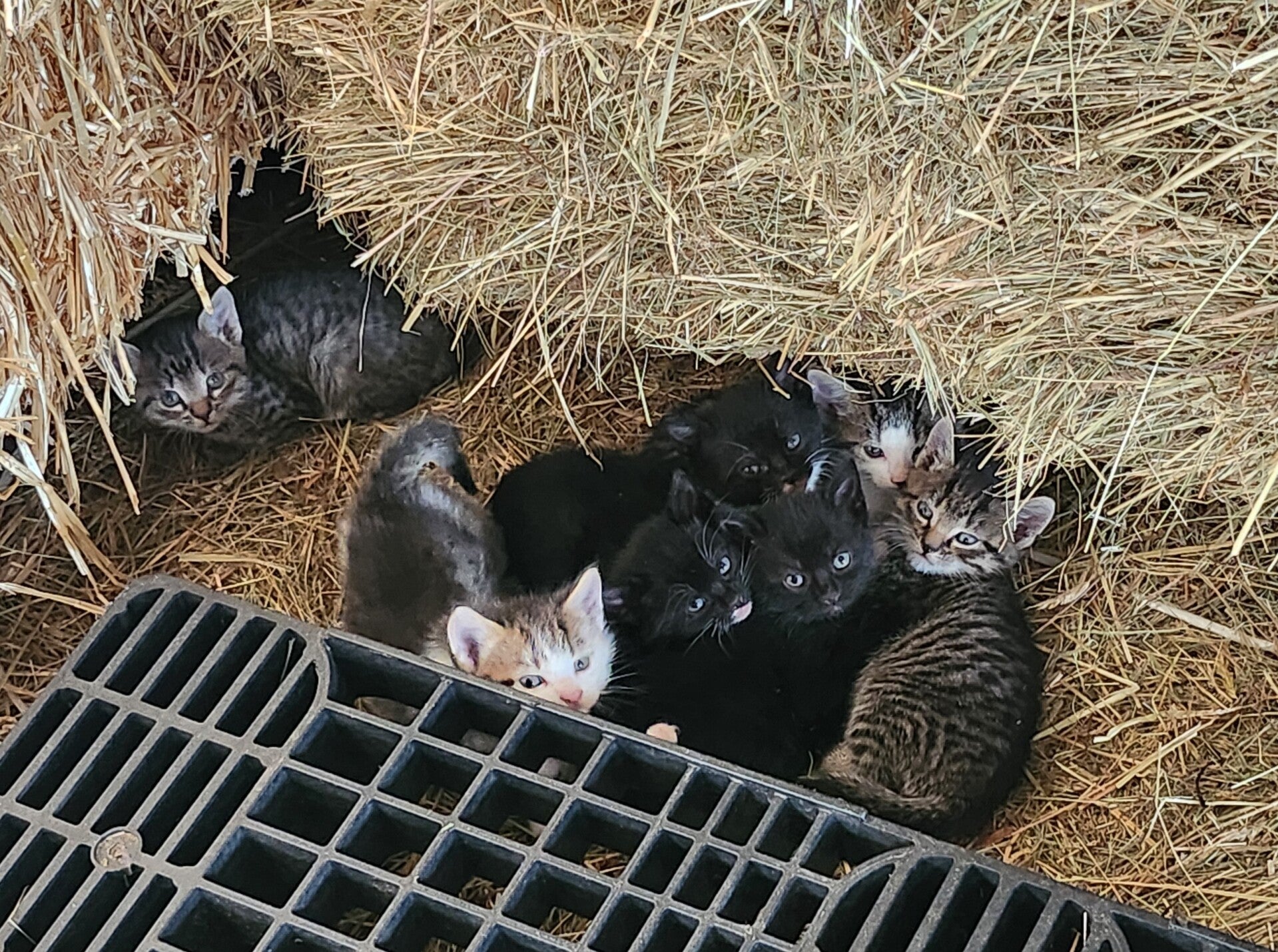Kittens