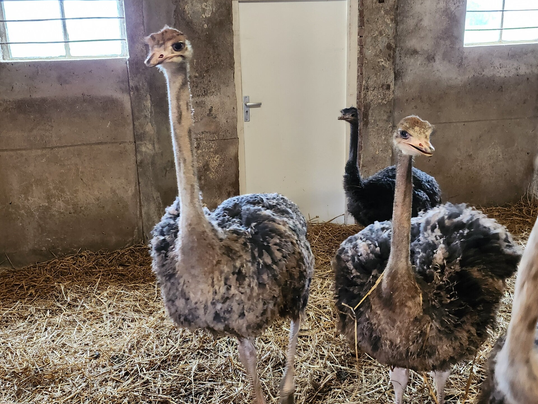 Struisvogels