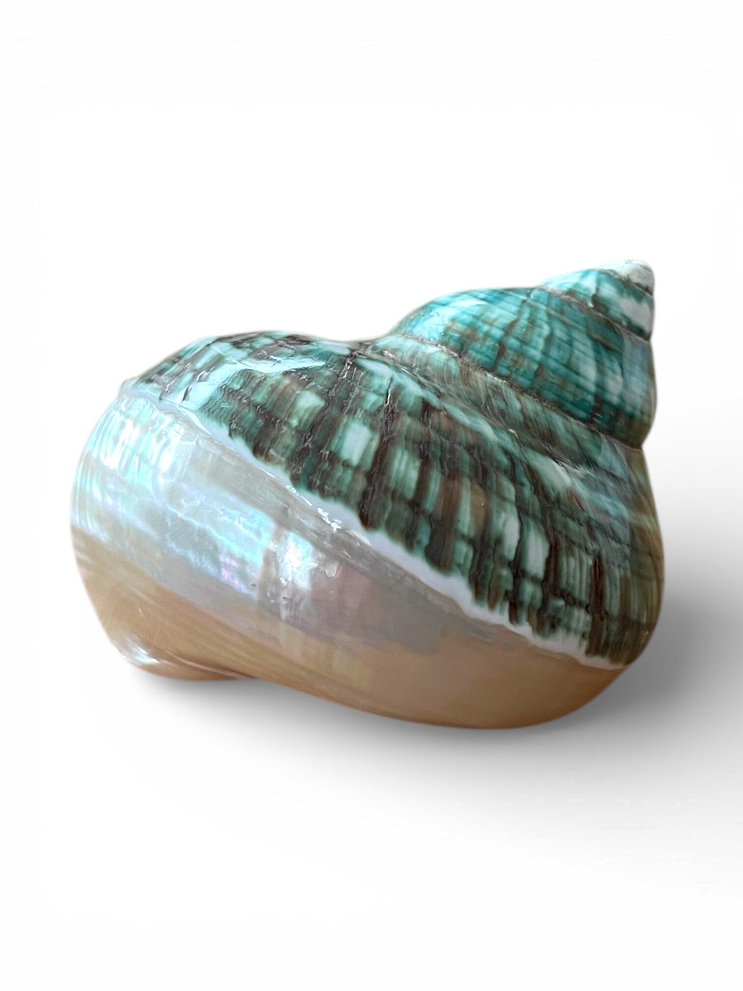 Turbo burgees half pearlized