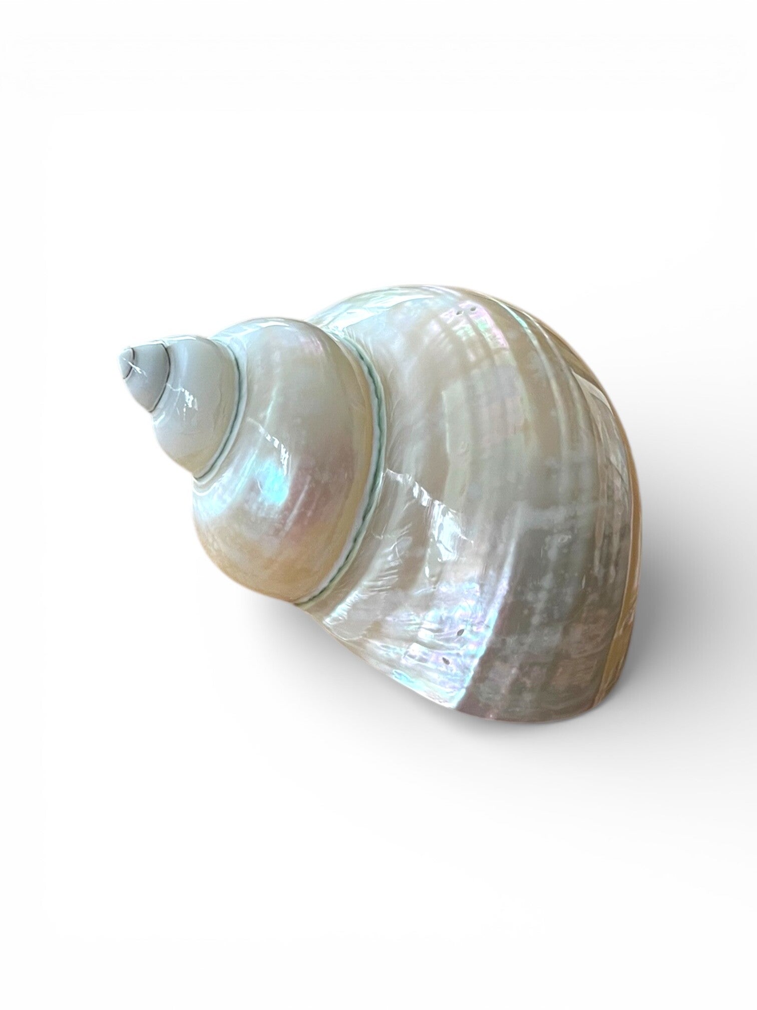 Turbo burgees pearlized 3"