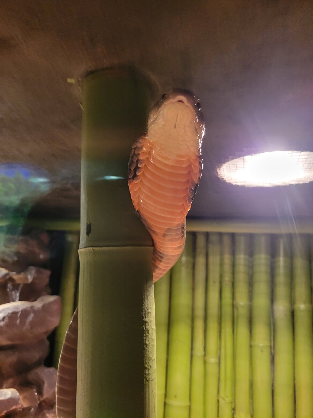 Contact Us Kernersville Reptile Zoo & Pet Store