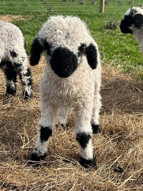 F4 (93.75%) Valais Blacknose Lambs