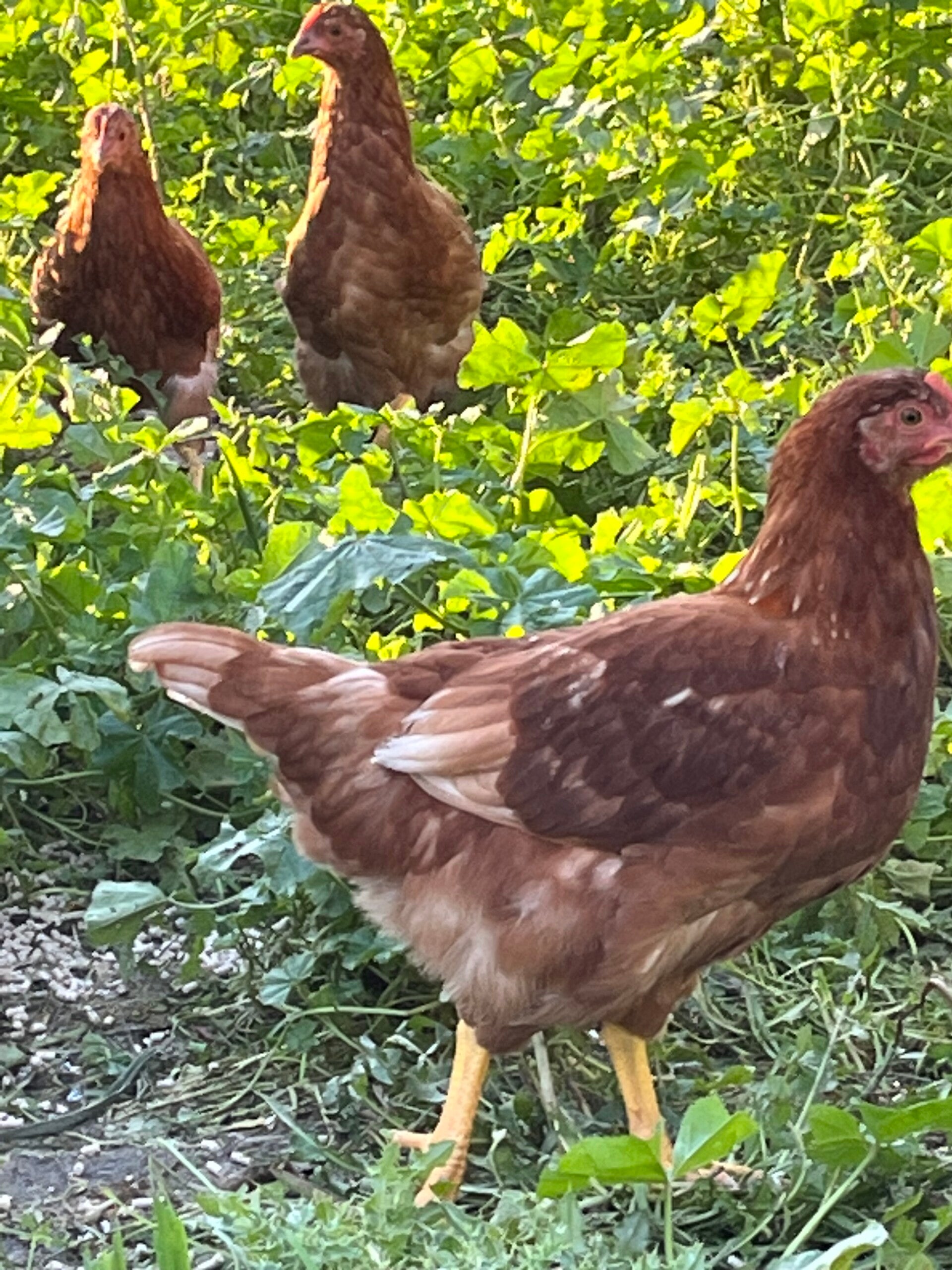 Brown shaver pullets 8 weeks old