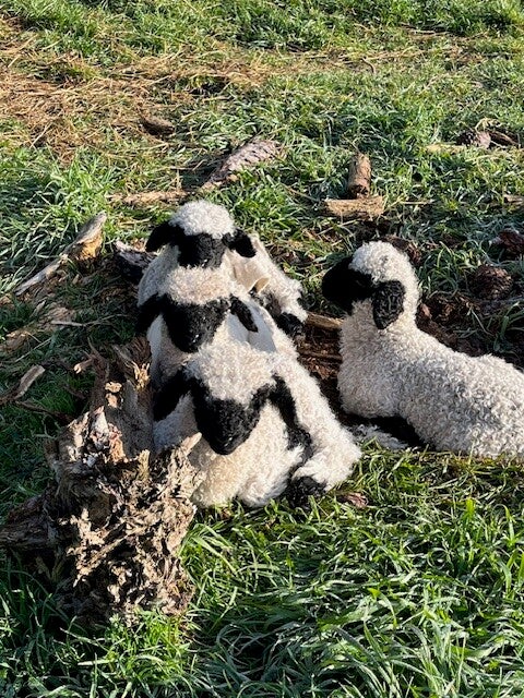 F3 Valais Blacknose Lambs