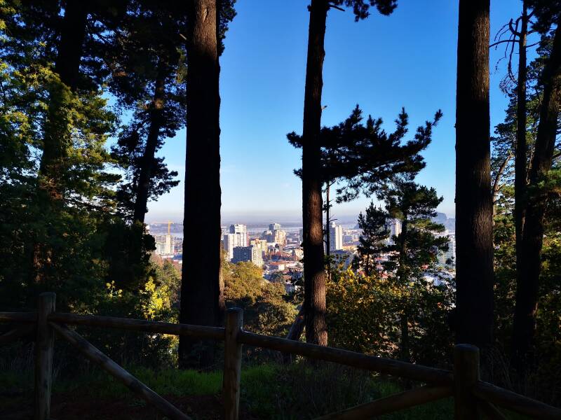 Südbuchen Wald nahe Concepción in Chile