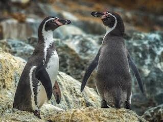 Humboldt Pinguine in Südchile am Humboldtstrom