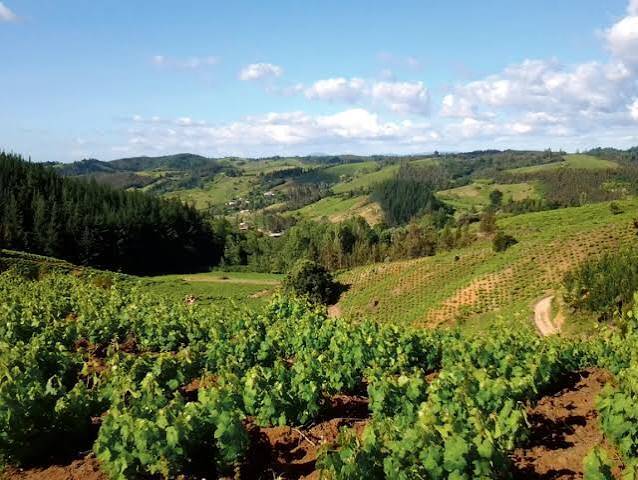 Weinberge im Itata Tal in Südchile nahe Concepción