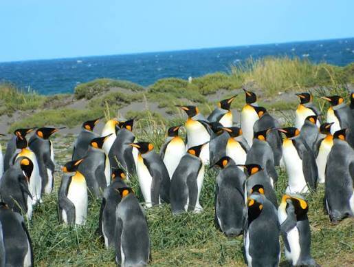 koenigspinguine auf feuerland in chile