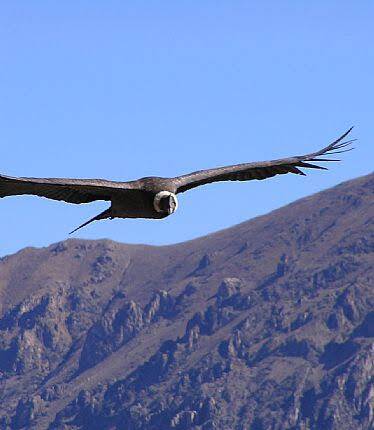 Fliegender Kondor in Patagonien