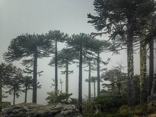 Araukarien im Nationalpark Nahuelbuta in Chile
