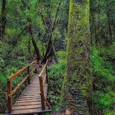 Nationalpark Nonguén mit Brücke und Urwald
