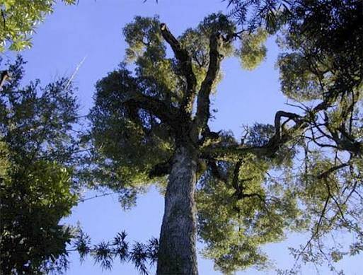 Südbuche in Chile