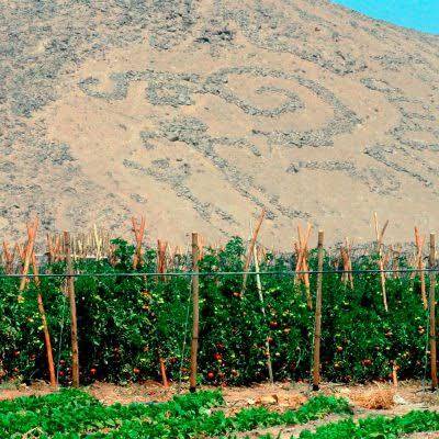 Tomatenpflanzen und Petroglyphen im Valle de Azapa