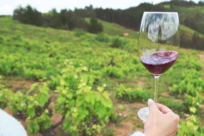 Weinglas mit Rotwein aus dem Itata Tal in Chile