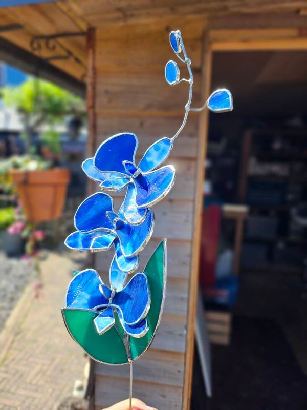 Orchidee in pot